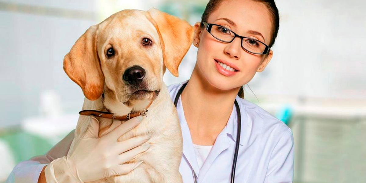 Как вызвать ветеринарного врача на дом