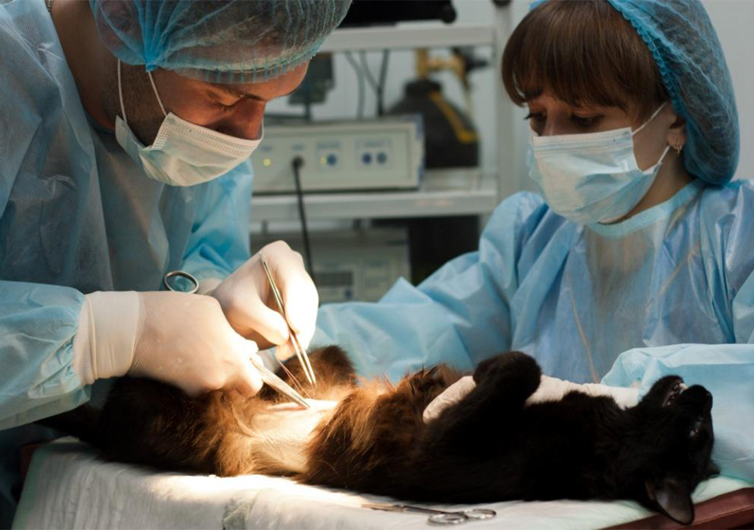 Хирургическое отделение для животных