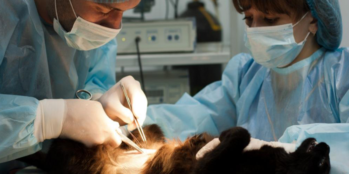 Хирургическое отделение для животных
