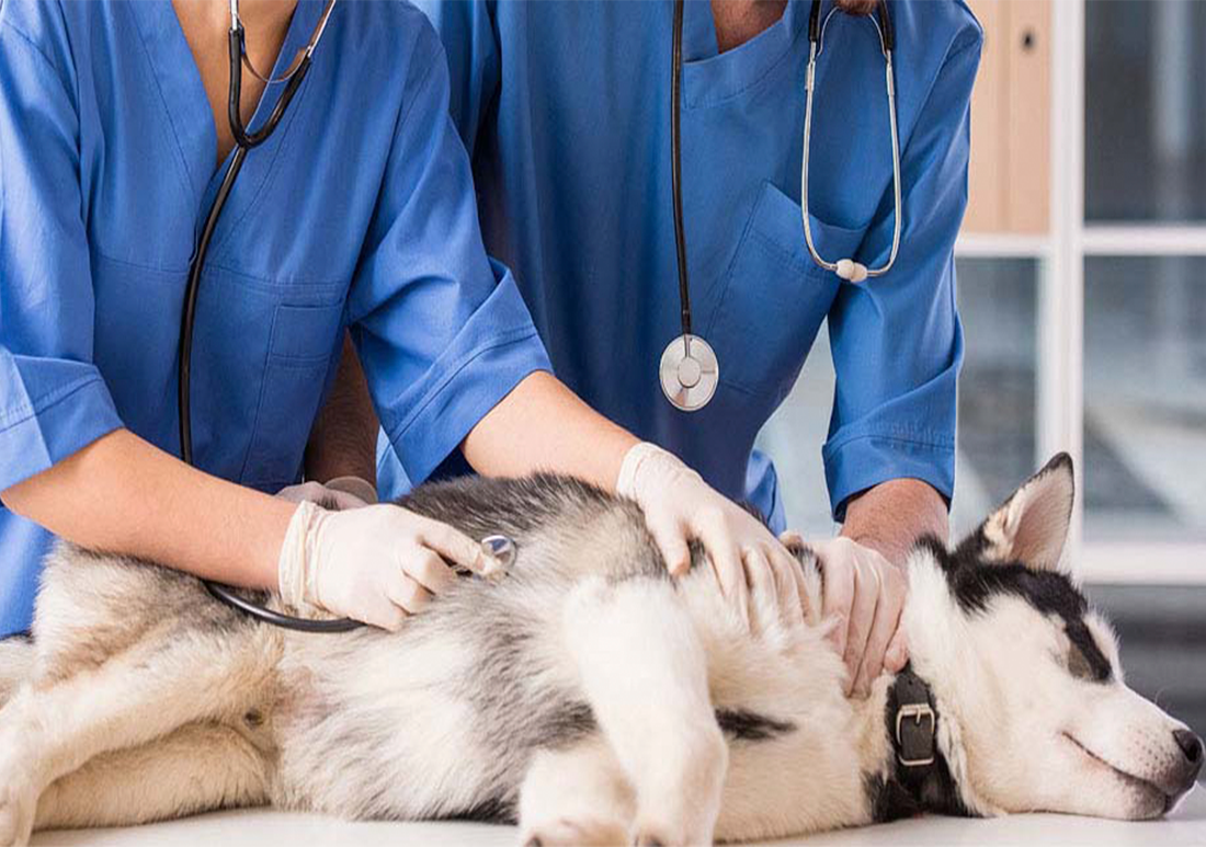 ветеринарная помощь собаке