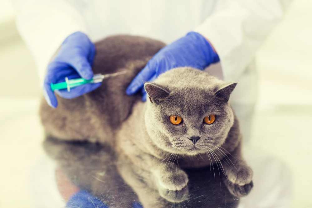 Ветеринарные клиники в ульяновске для кошек