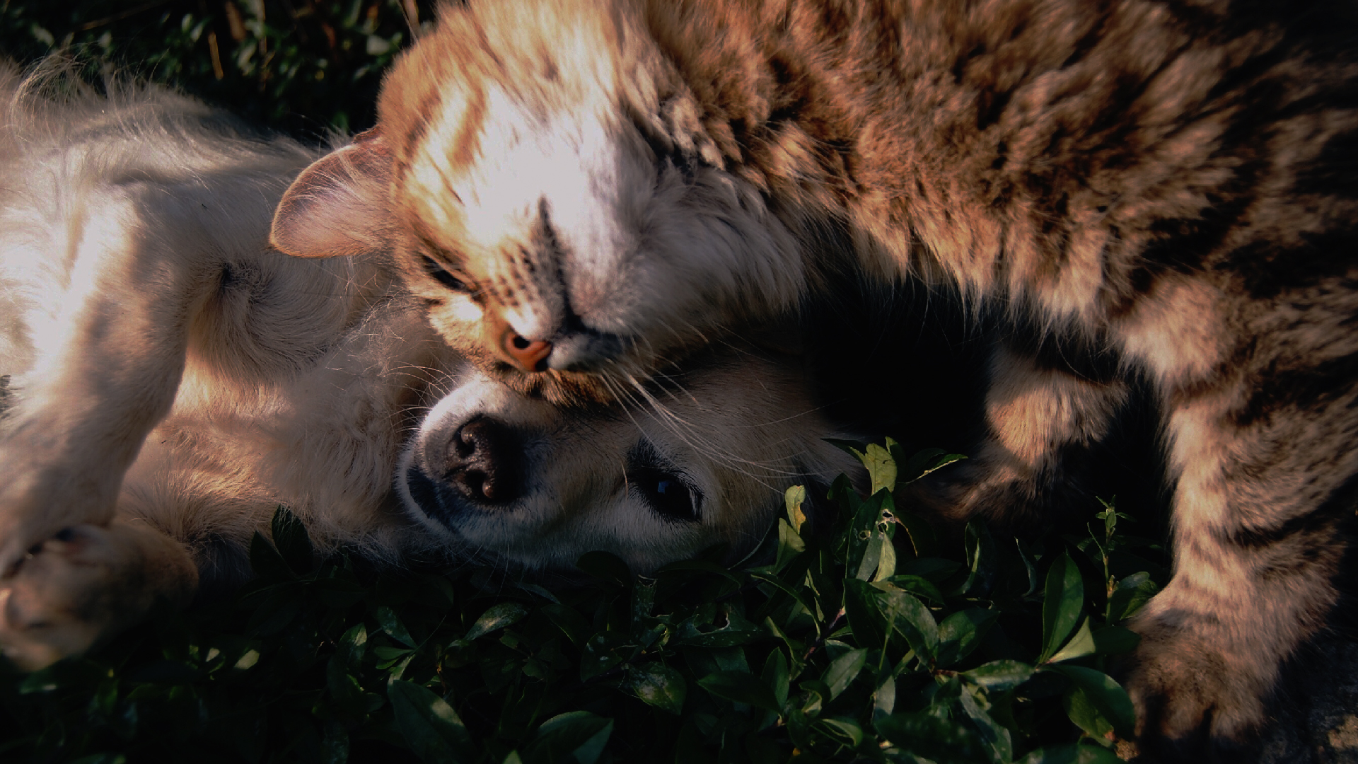 лечение собак и кошек